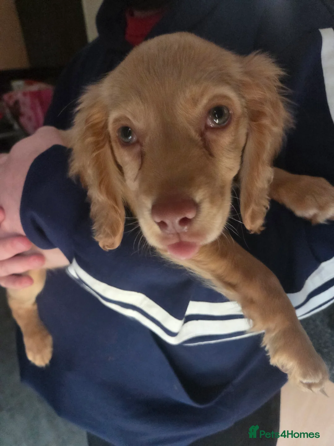 Cocker Spaniel dogs for sale: Cocker spaniel pup - Advert 3