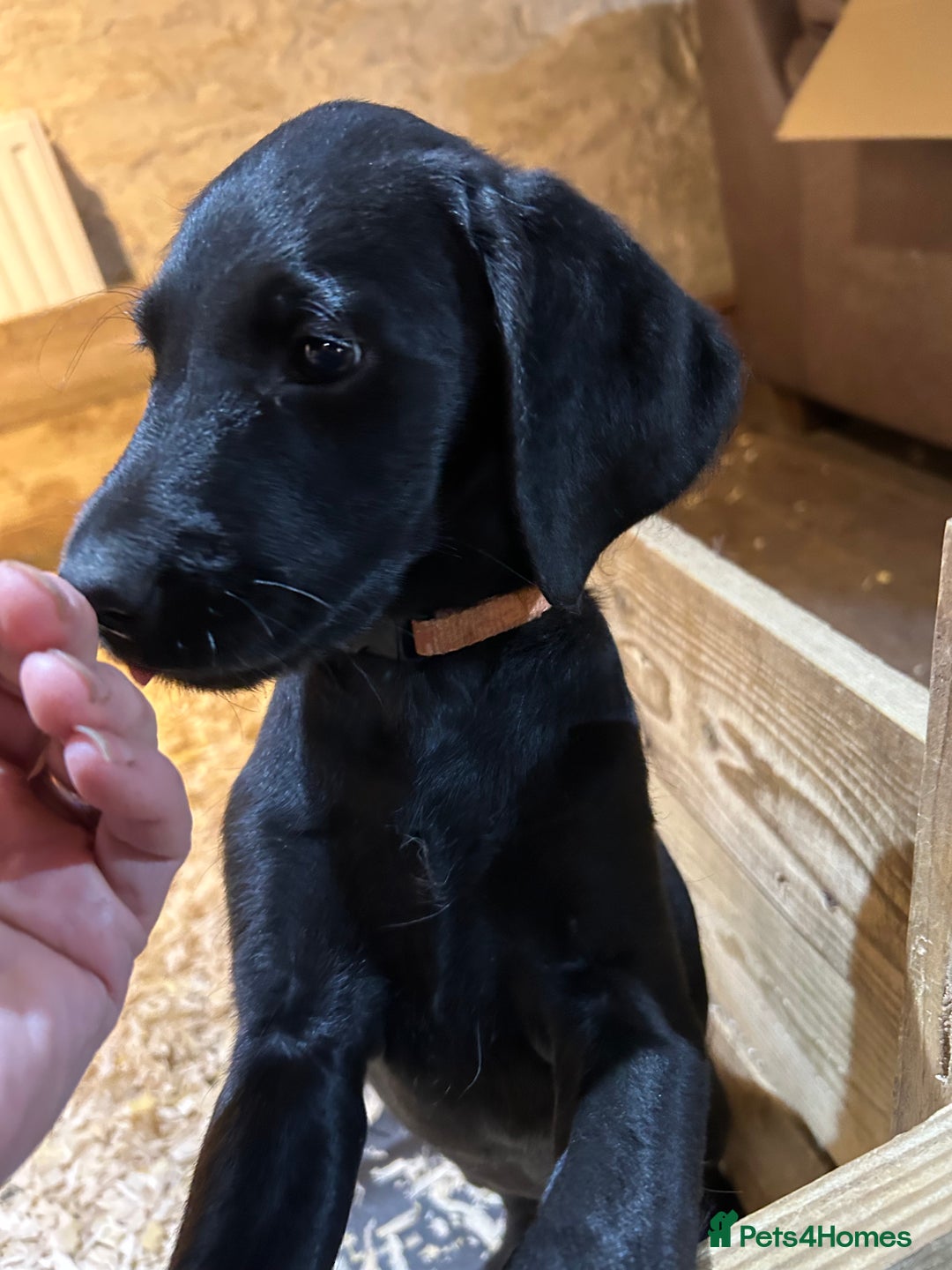 Labradoodle dogs for sale: Ready to go! Fantastic F1 Labradoodles (black) - Image 5