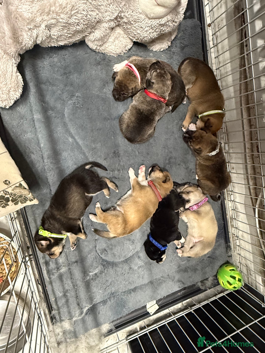 Mixed Breed dogs for sale: Malamute x puppies - Advert 18