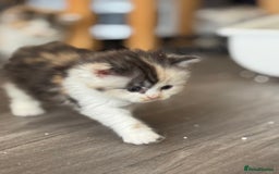 Persian cats for sale: Persian Kittens  - Image 11