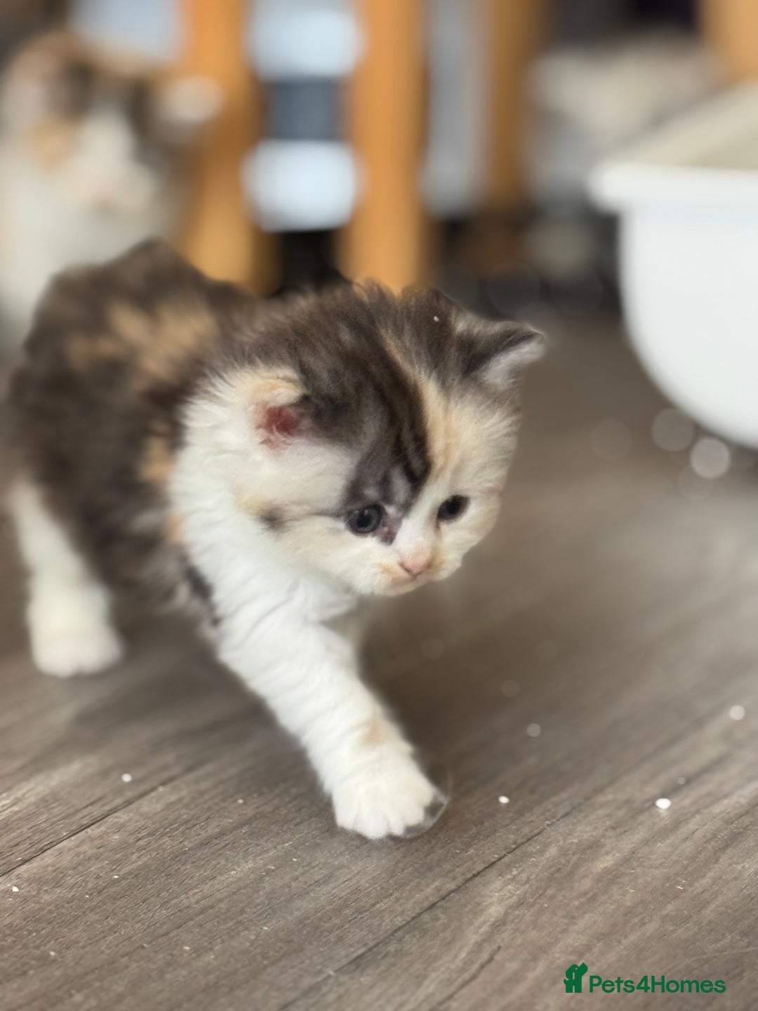 Persian cats for sale: Persian Kittens  - Image 11