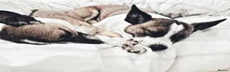 Jack Chi dogs for sale: Huckleberry and Mia looking for a new home x  - Advert 3