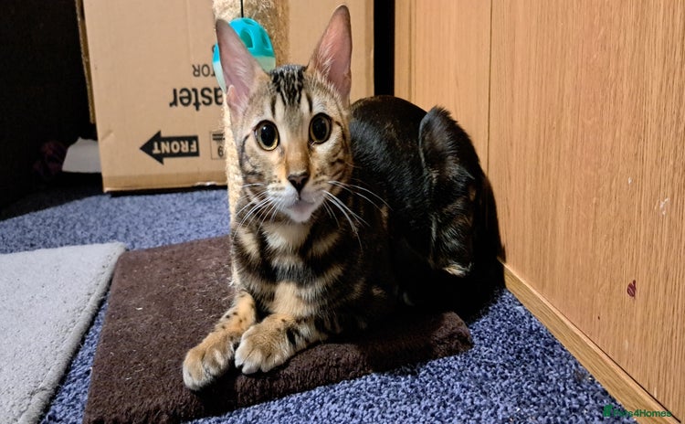 Bengal cats - Advert 1