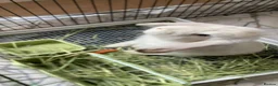 French Lop rabbits for sale: 14 week old French lop light Fawn girl - Advert 1