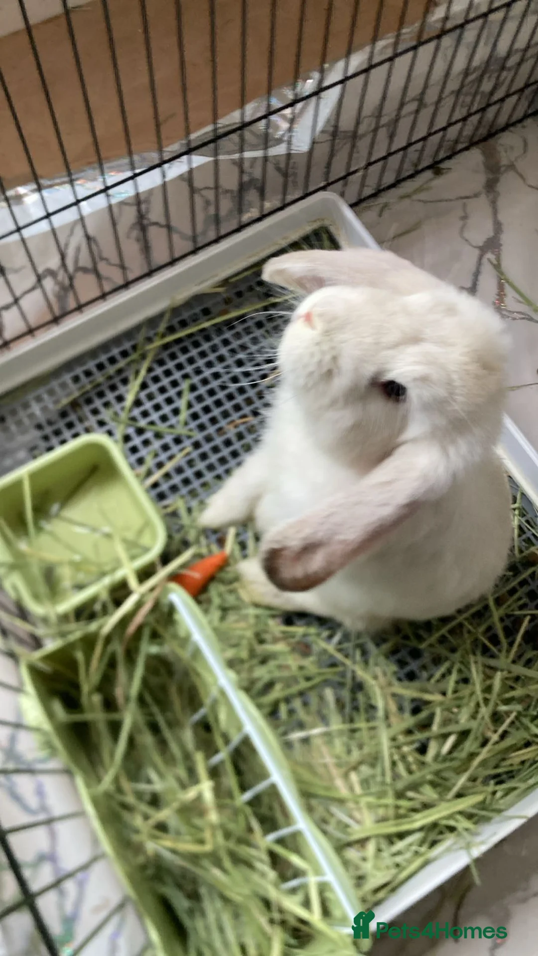 French Lop rabbits for sale: 14 week old French lop light Fawn girl - Advert 1