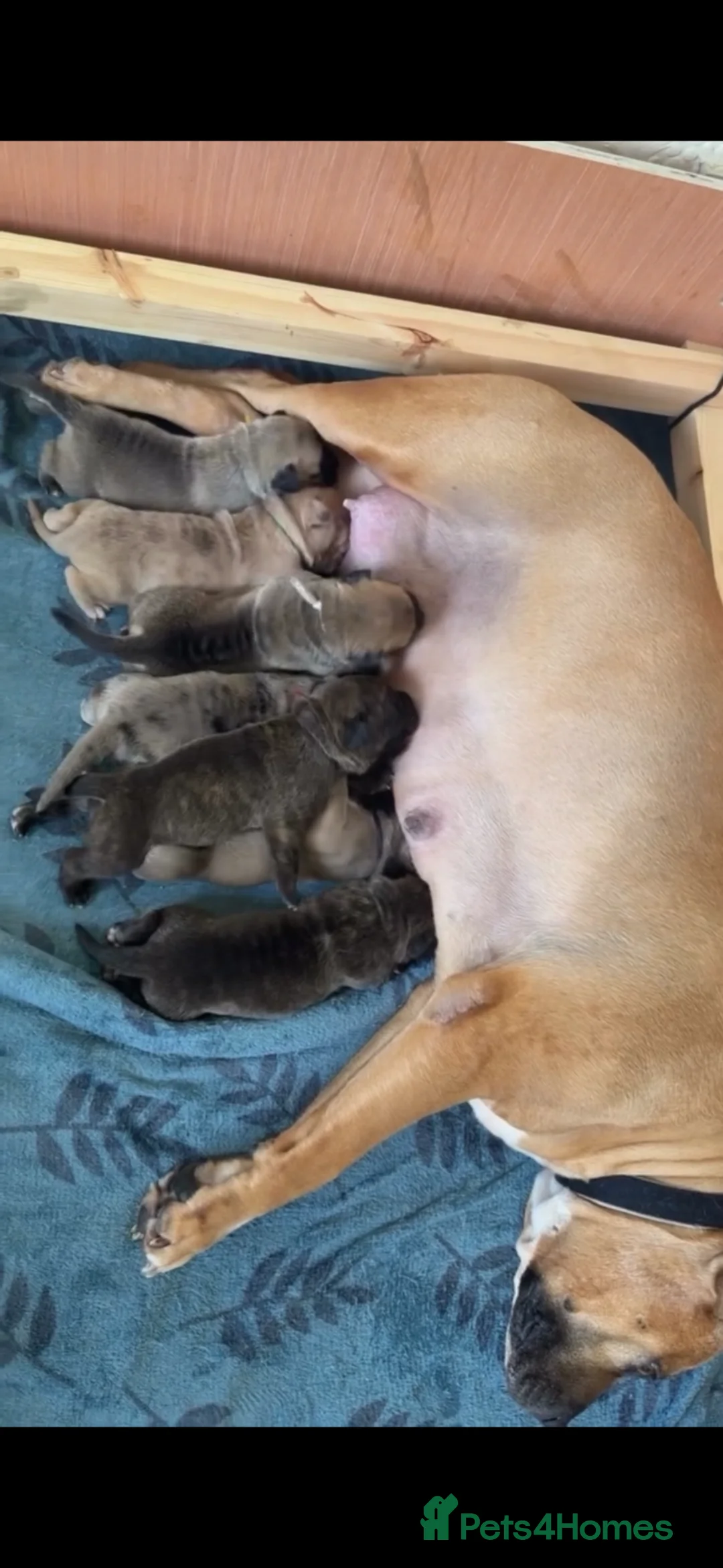 Cane Corso dogs for sale: Merle chunky Cane Corso X Bandogge puppies  - Advert 2