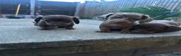 Miniature Dachshund dogs for sale: 6 beautiful miniature dachshund puppies - Advert 11
