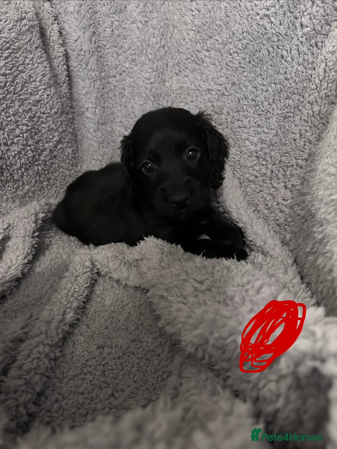 Sprocker dogs for sale: Sprocker puppies! - Advert 6