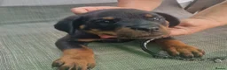 Rottweiler dogs for sale: Devoted Rottweiler Puppies in Southampton - Advert 6
