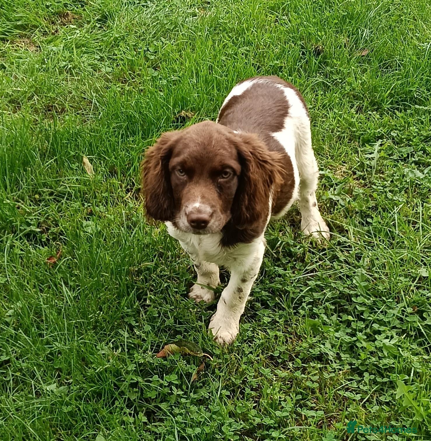 Mixed Breed dogs Last pup! - English Springer x Brittany    - Advert 1