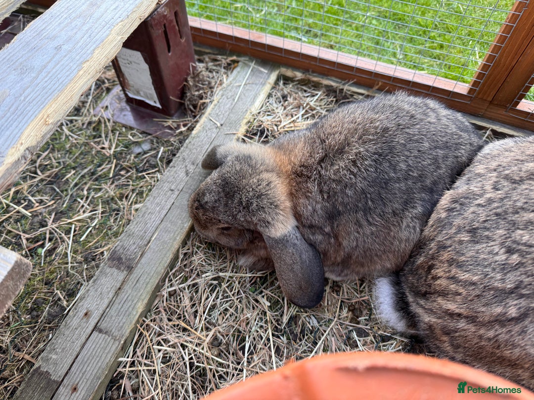 Mini Lion Lop rabbits for sale: Rabbits 1 male left  - Image 2
