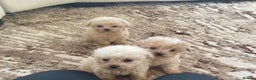 Toy Poodle dogs for sale: Two male Beautiful toy poodles  - Advert 6