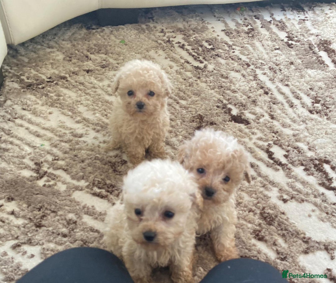 Toy Poodle dogs for sale: Two male Beautiful toy poodles  - Advert 6