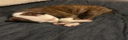 Mixed Breed dogs for sale: Staffy cross American Bulldog needs rehoming  - Advert 5
