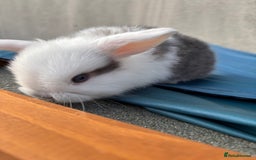 Mini Lop rabbits for sale: Purebred Minilops Available To Reserve - Image 5
