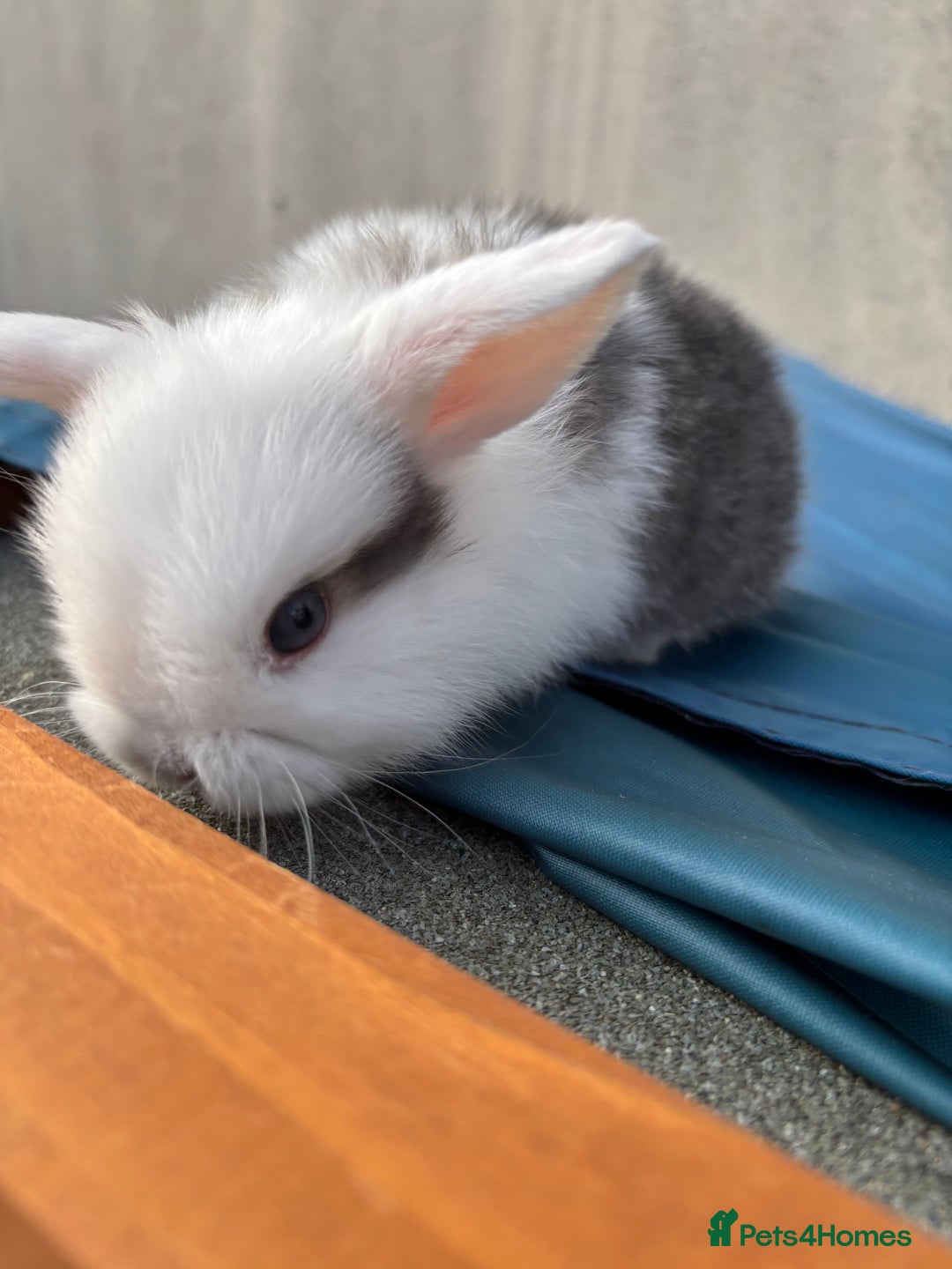 Mini Lop rabbits for sale: Purebred Minilops Available To Reserve - Image 5
