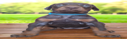 Dobermann dogs for sale: Exceptional Doberman - Advert 19