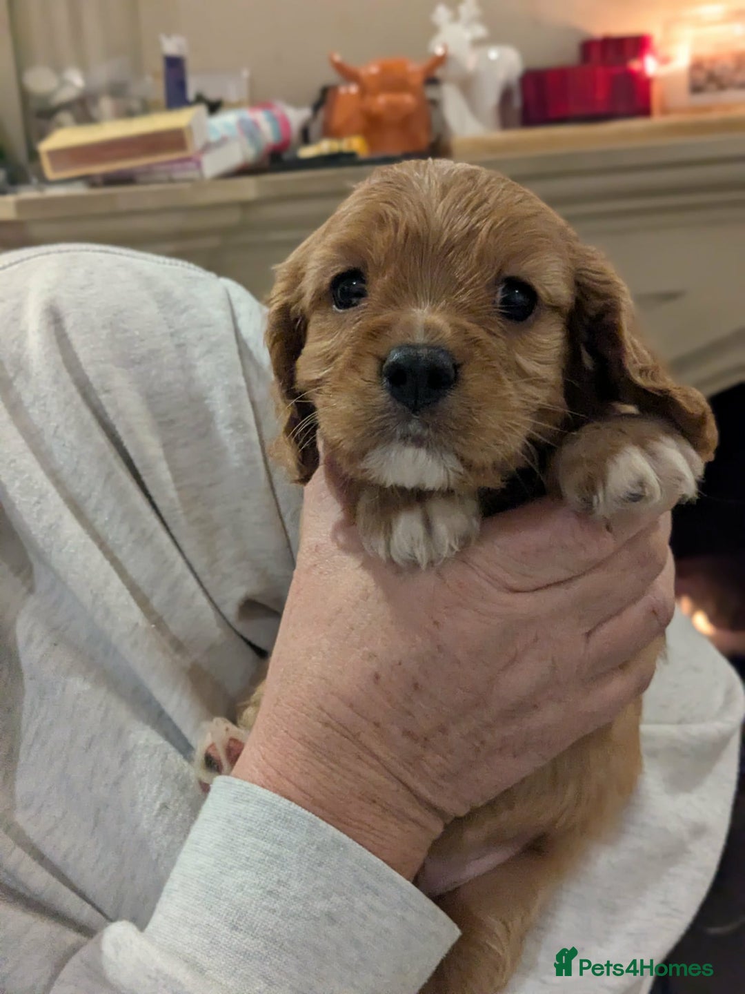 Cavapoo dogs for sale: Cavapoo  - Advert 4