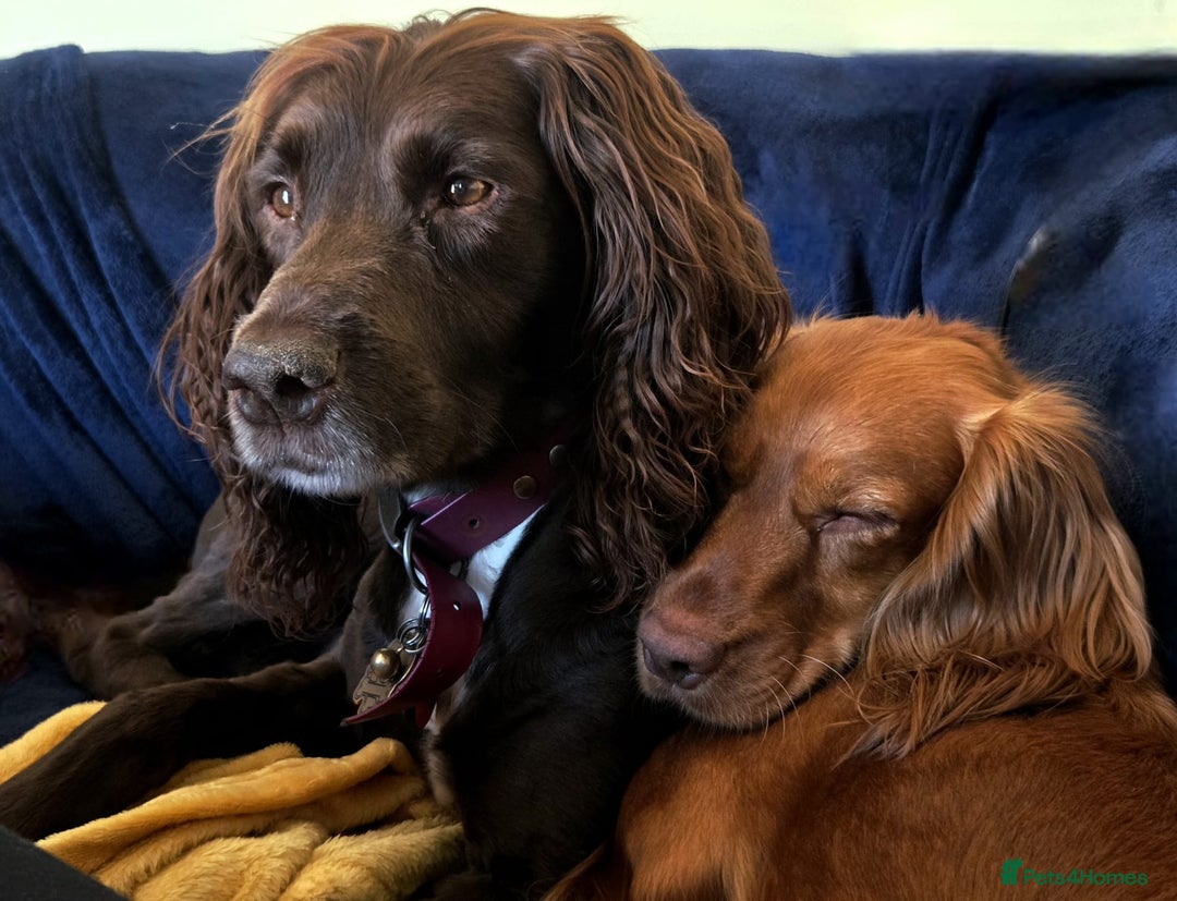 Cocker Spaniel dogs for sale: Stunning KC reg red working cocker pups - Advert 15