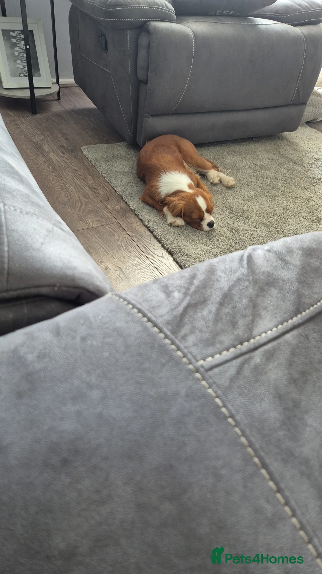 Cavalier King Charles Spaniel dogs for sale: 9 months old king charles cavalier  - Advert 2