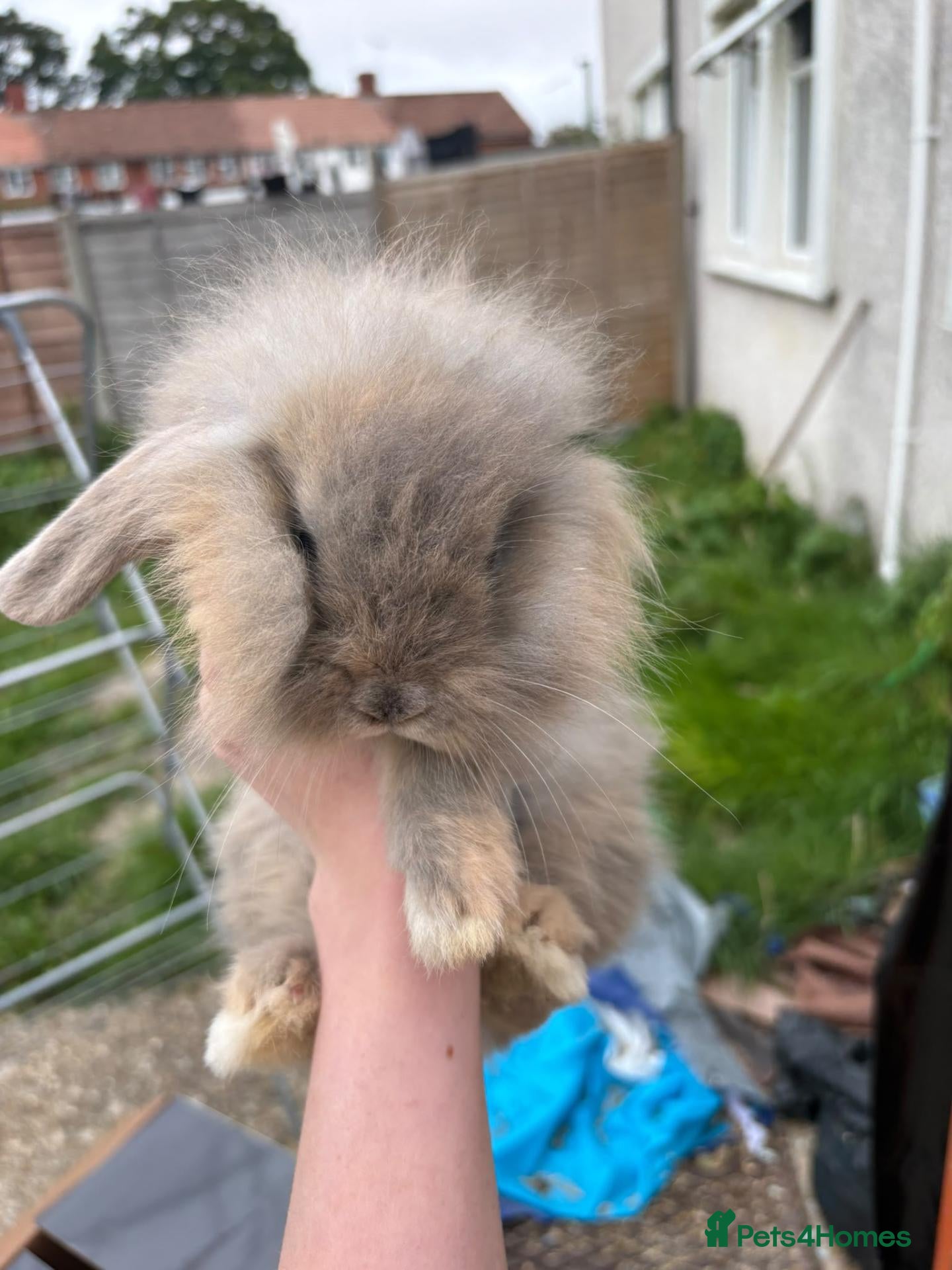 Mixed Breed rabbits 4 beautiful rabbits - Advert 7