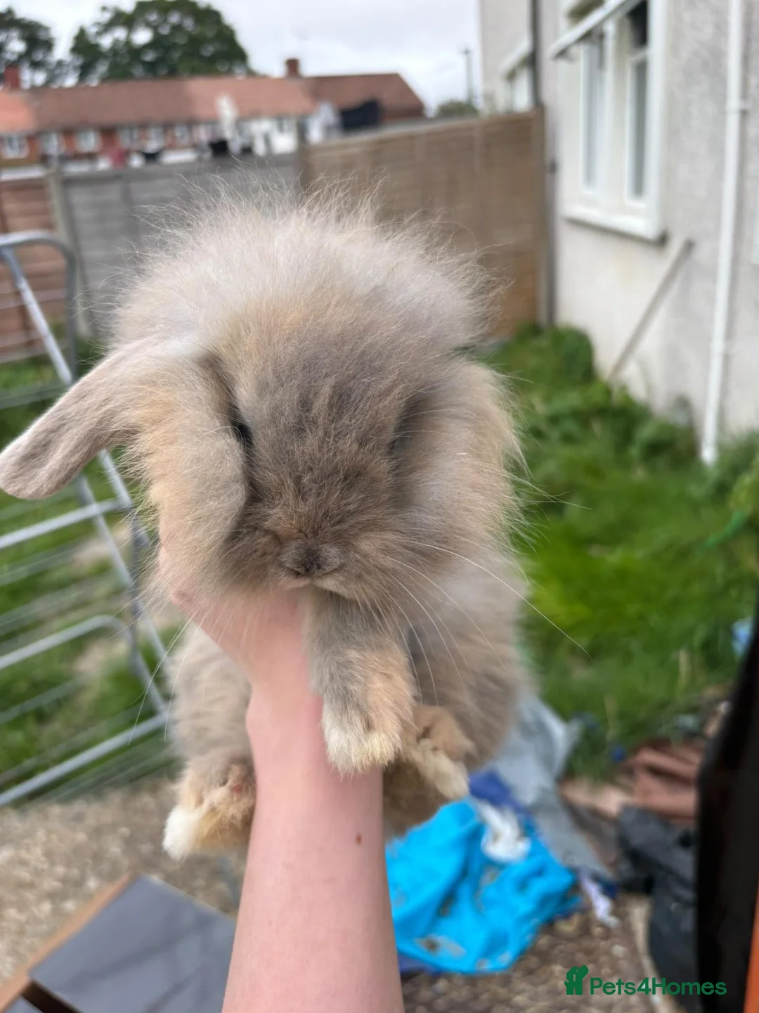 Mixed Breed rabbits for sale: 4 beautiful rabbits in Havant - Advert 1
