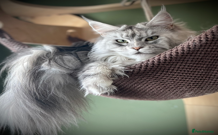 Maine Coon cats - Advert 3
