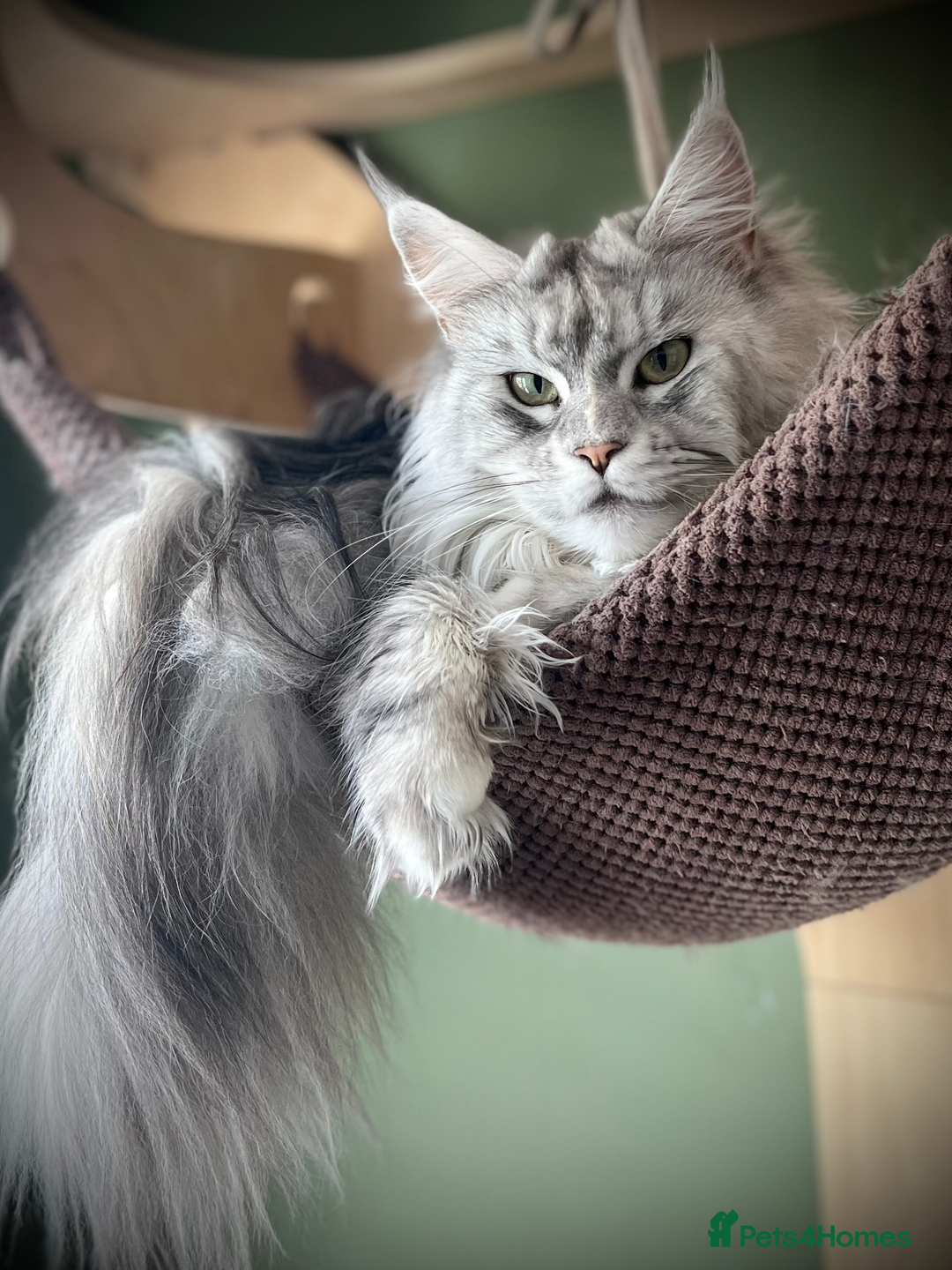 Maine Coon cats for sale: Meet This Special Maine Coon Girl - Image 1