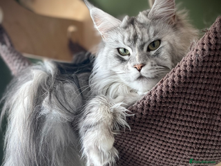 Maine Coon cats - Advert 19