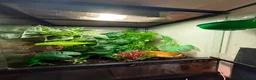 Frog reptiles for sale: Red eyed tree frog complete with set up  - Advert 4