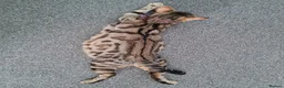 Mixed Breed cats for sale: Kittens - Advert 1