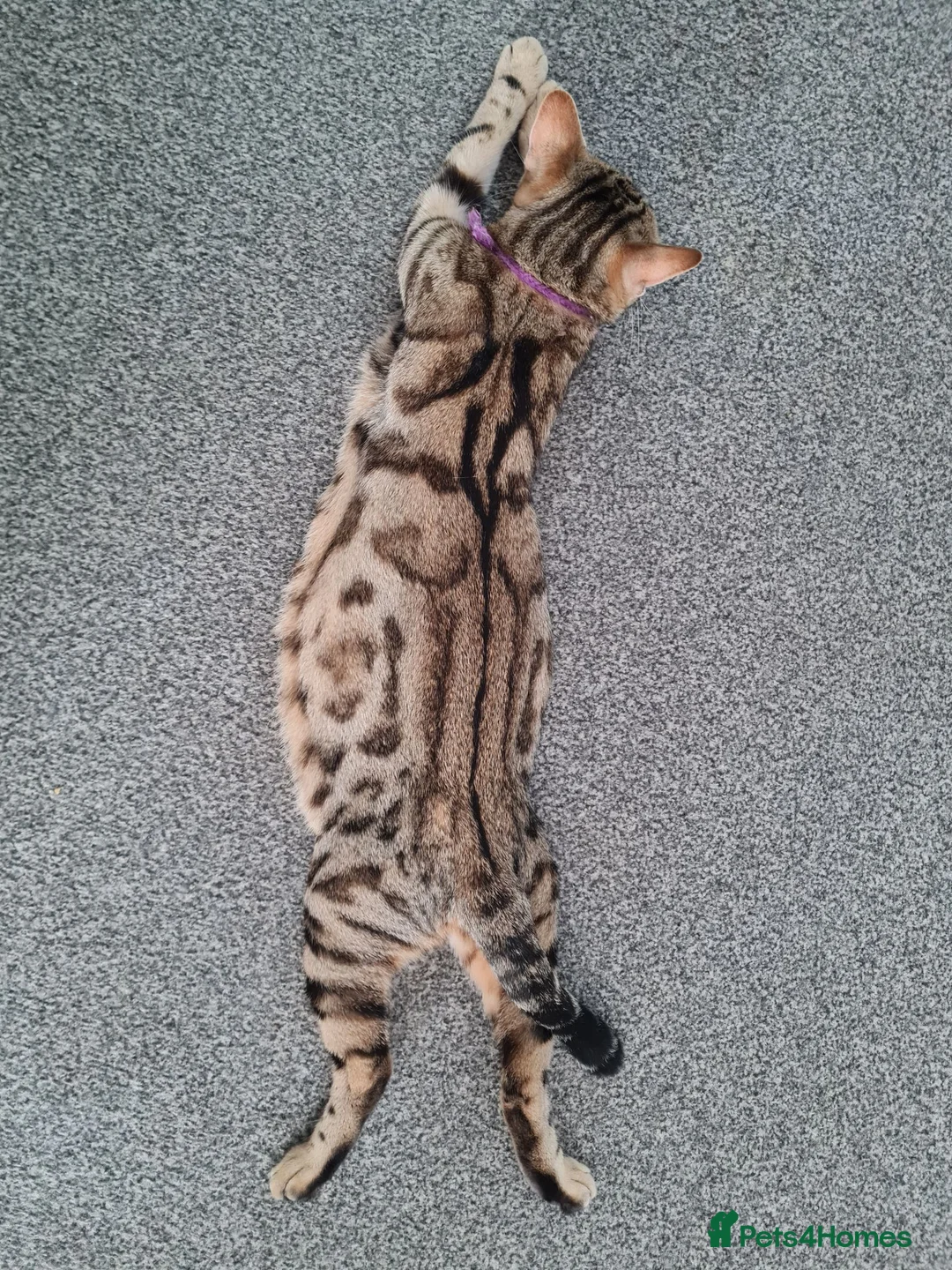 Mixed Breed cats for sale: Kittens - Advert 1