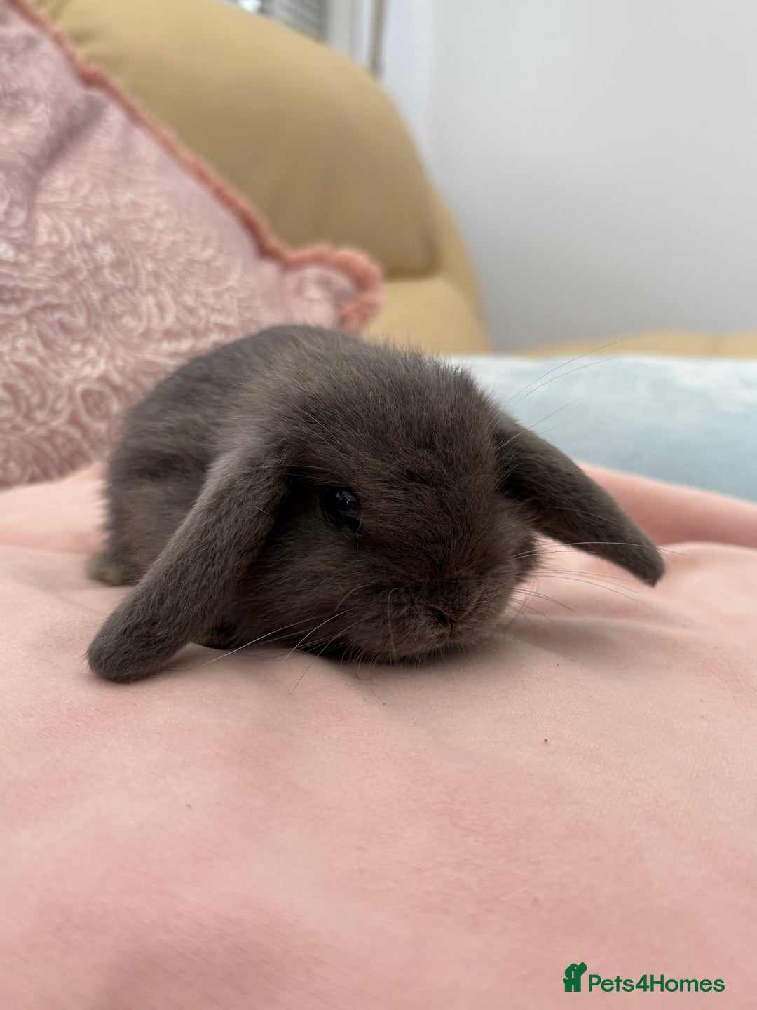 Mini Lop rabbits for sale: Beautiful mini lop bunnies  - Advert 2