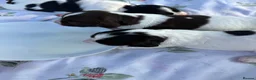 English Springer Spaniel dogs for sale: 9 beautiful springer puppies seeking forever home - Advert 1