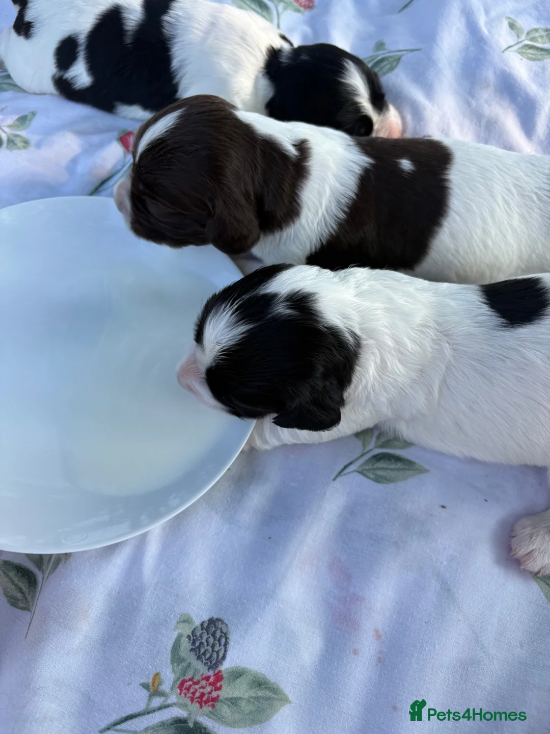 English Springer Spaniel dogs for sale: 9 beautiful springer puppies seeking forever home - Advert 1