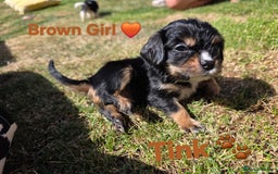 Cavachon dogs for sale: Cavalier King Charles X Cavachon - Image 9