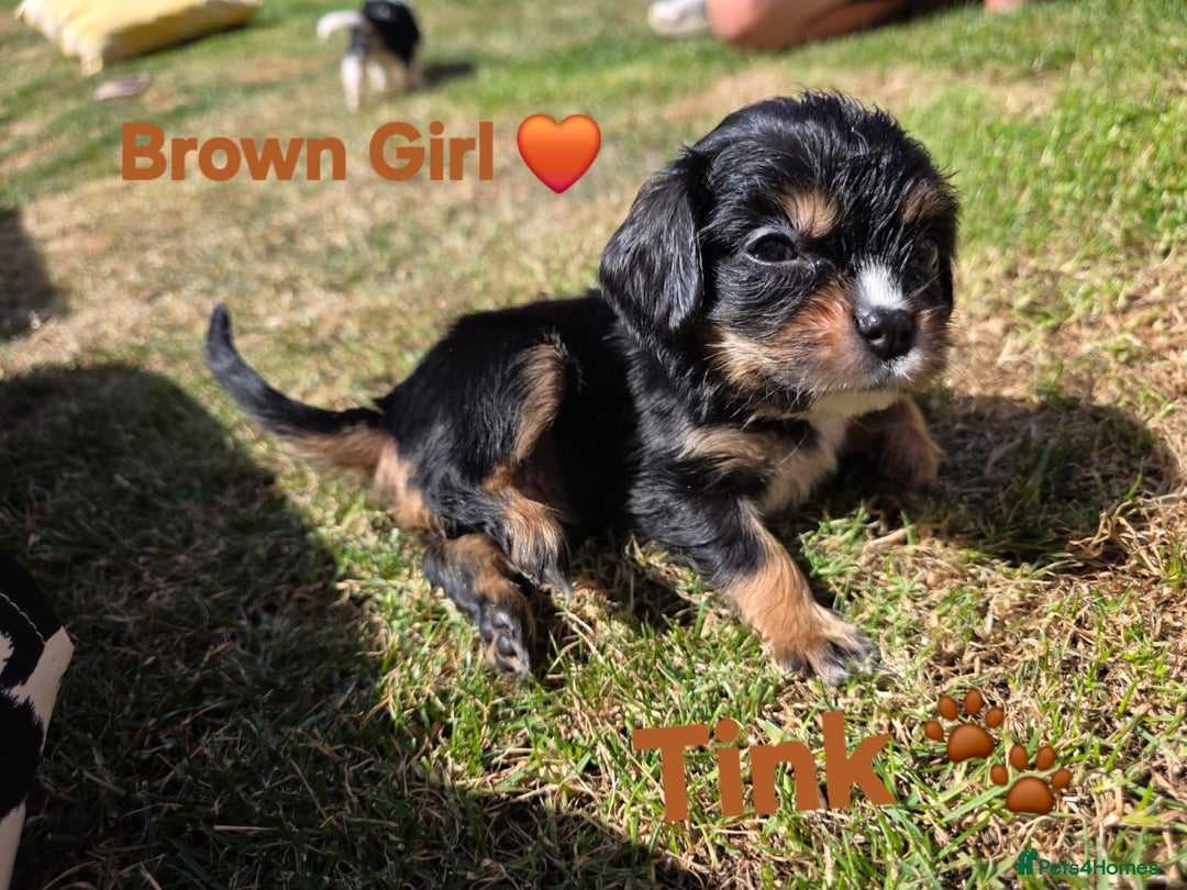 Cavachon dogs for sale: Cavalier King Charles X Cavachon - Image 9