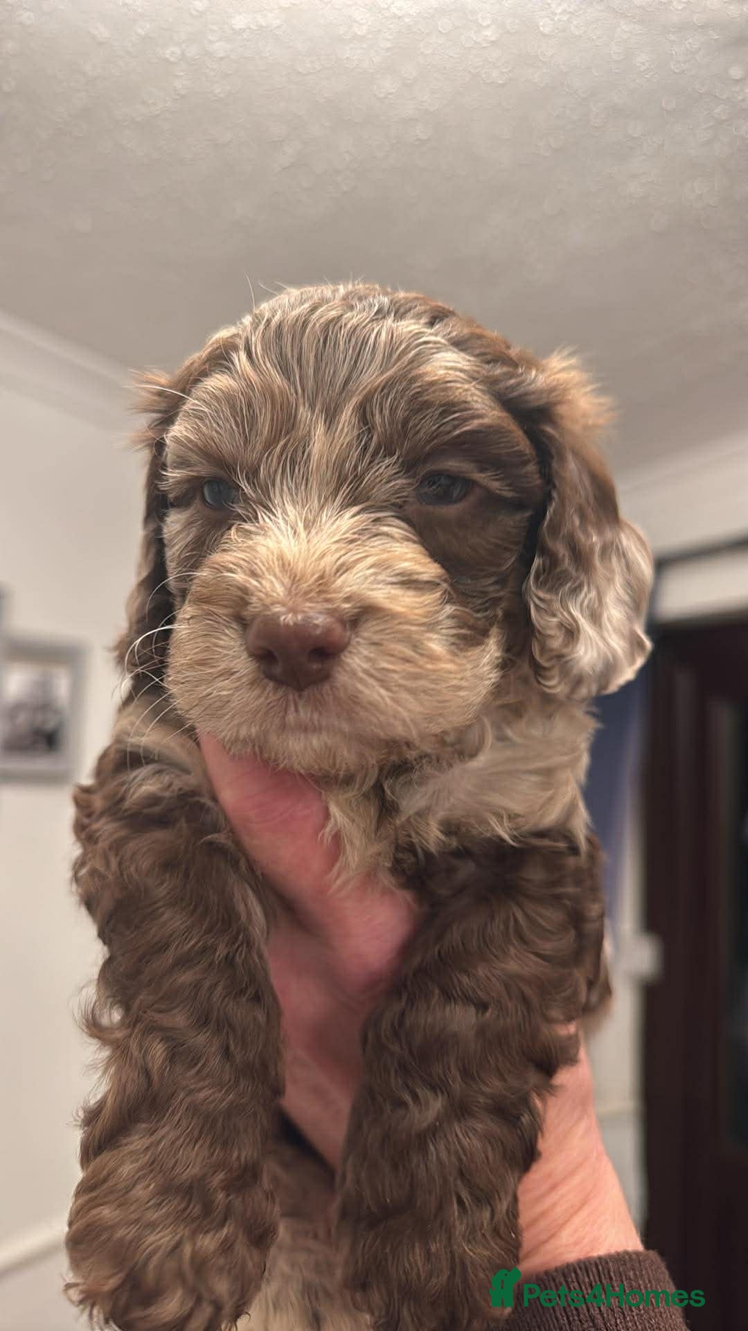 Cockapoo dogs Merle boy  in Dawlish - Advert 6