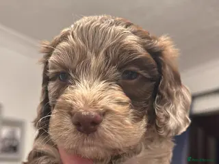 Cockapoo dogs Merle boy in Dawlish - Advert 2