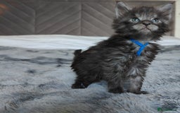 Maine Coon cats for sale: European Maine coon Kittens - Image 8