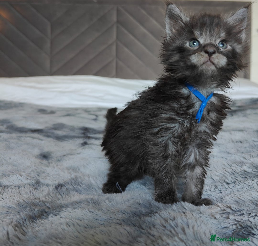 Maine Coon cats for sale: European Maine coon Kittens - Image 8