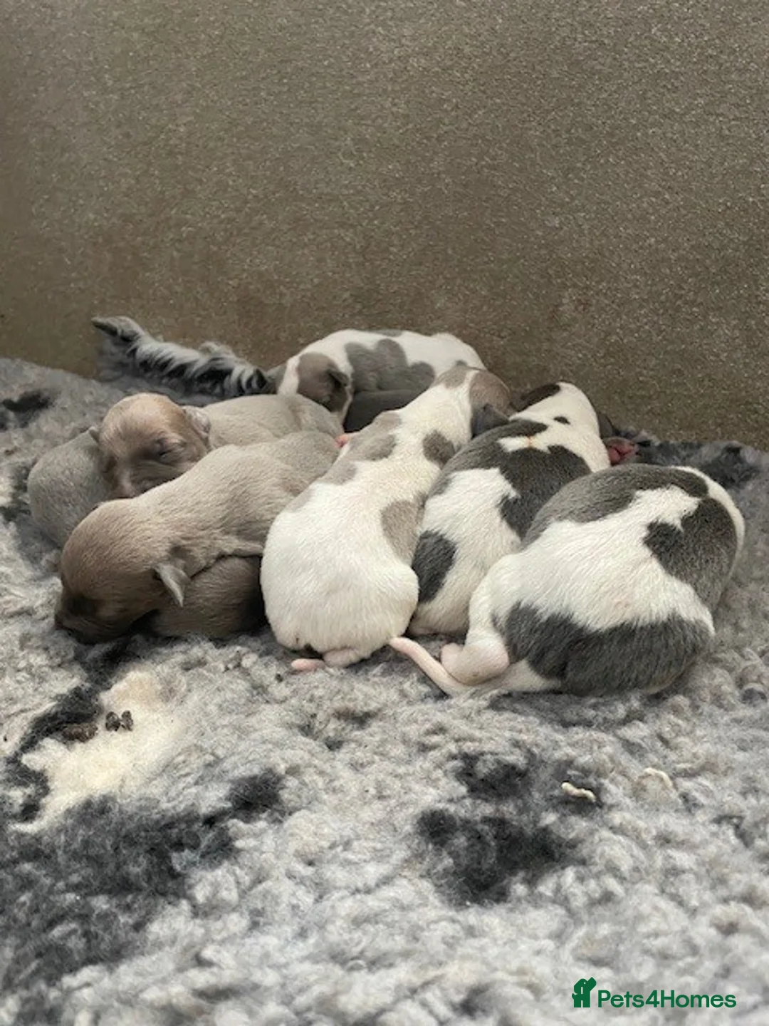 Whippet dogs for sale: Whippet Puppies for sale  in Norwich - Advert 2