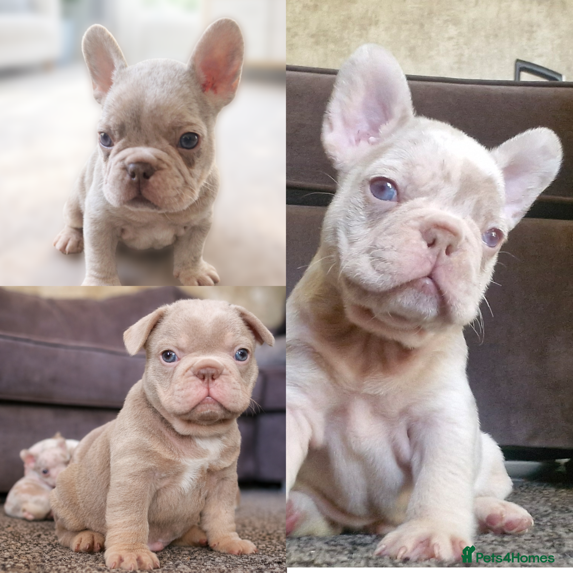 French Bulldog dogs  Stunning merle french bulldogs  - Advert 12