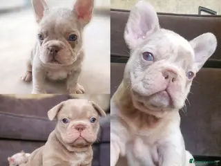 French Bulldog dogs Stunning merle french bulldogs - Advert 12