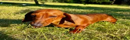 Miniature Dachshund dogs for adoption: Baly – Mini Dachshund Looking for a Forever Home in Caterham - Advert 1