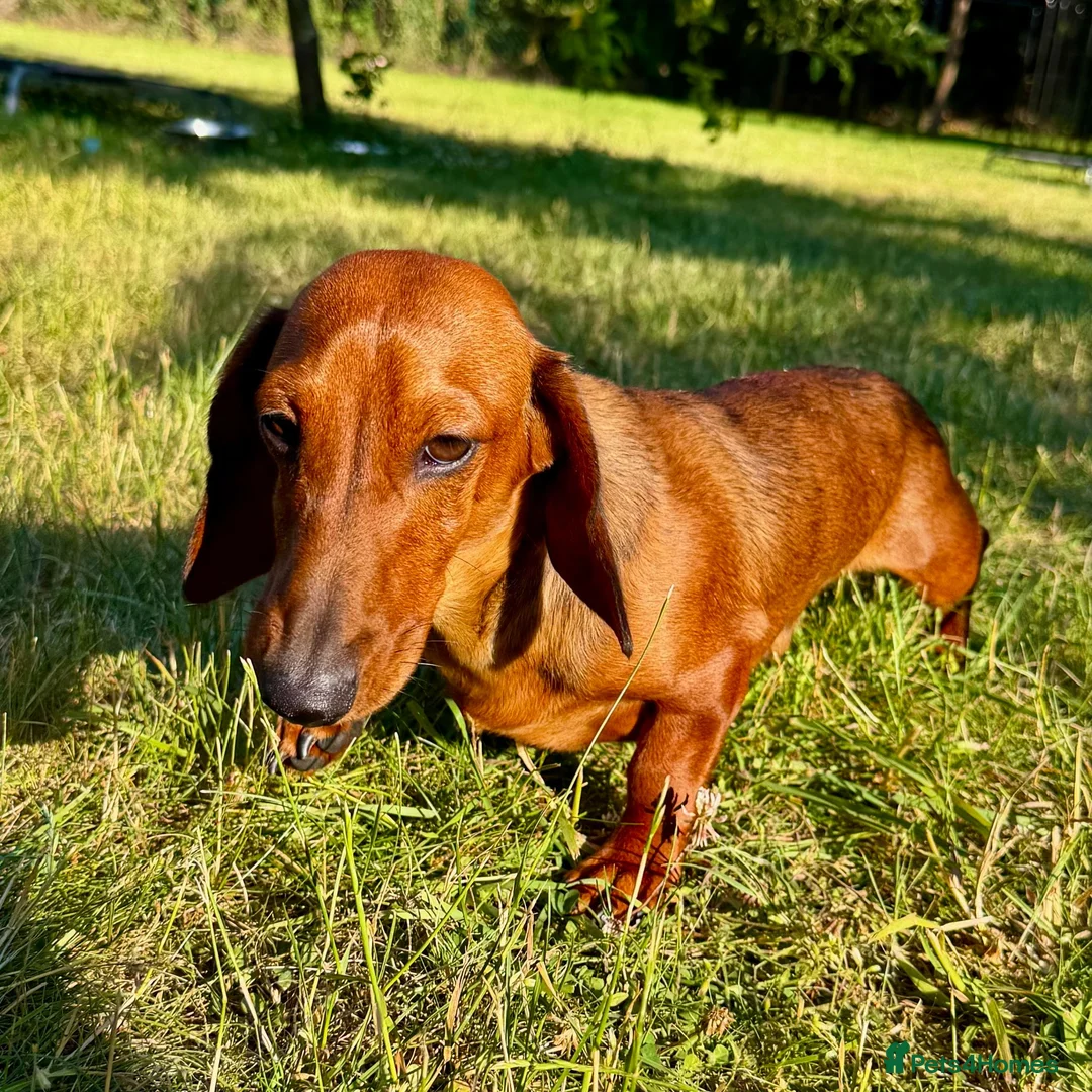 Miniature Dachshund dogs for adoption: Baly – Mini Dachshund Looking for a Forever Home in Caterham - Advert 1