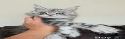 Maine Coon cats for sale: Male Maine Coon Kittens  in Alfreton - Advert 10