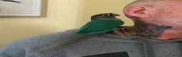 Parrots birds for sale: Conure parrot  in Saint Helens - Advert 4