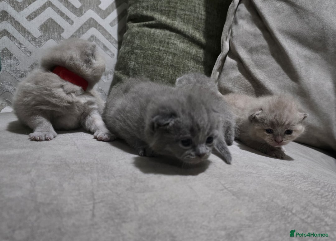 British Shorthair cats for sale: ** LAST ONE LEFT BLUE MALE British Shorthair ** - Advert 13