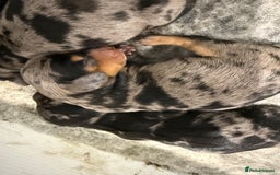 Miniature Dachshund dogs for sale: Stunning silver dapple miniature dachshunds - Image 10
